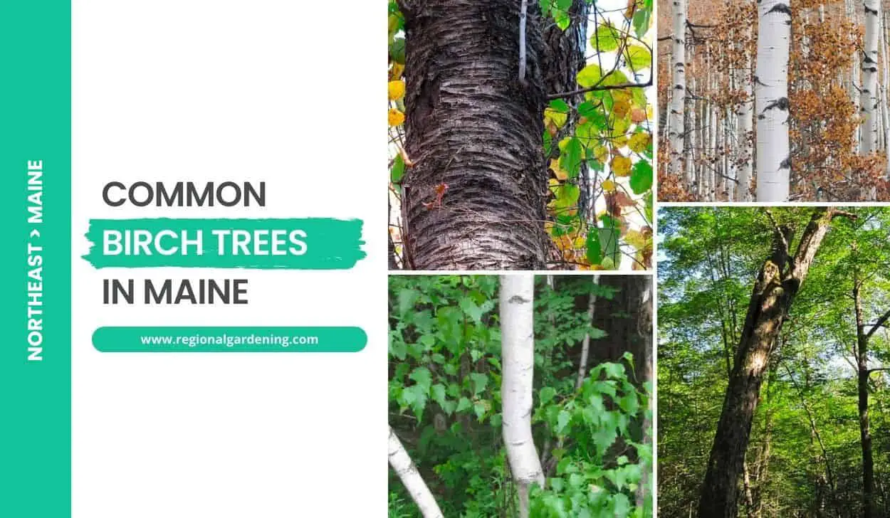 Common Birch Trees In Maine
