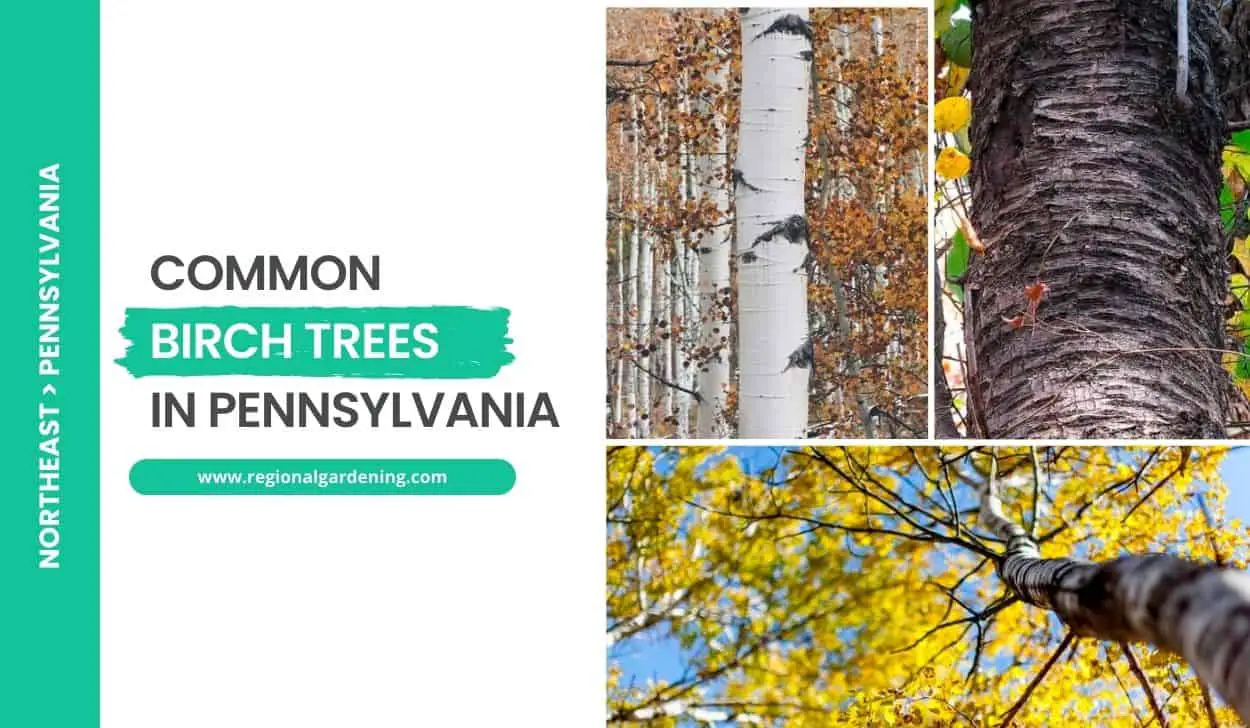 Common Birch Trees In Pennsylvania