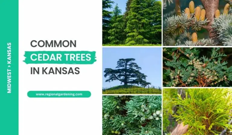 6 Common Cedar Trees In Kansas (Photos & Identification)