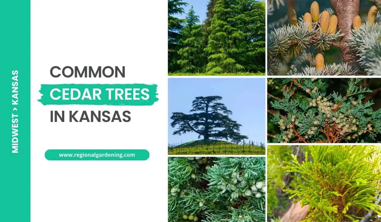 Common Cedar Trees In Kansas