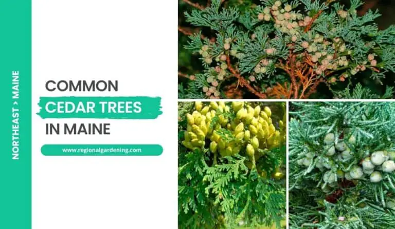 3 Common Cedar Trees In Maine (Photos & Identification)
