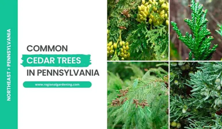 4 Common Cedar Trees In Pennsylvania (Photos & ID Guide)