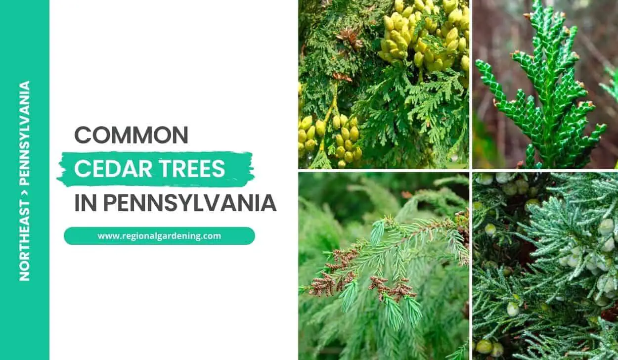 Common Cedar Trees In Pennsylvania