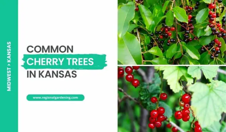 2 Native Wild Cherry Trees In Kansas (Photos & Details)