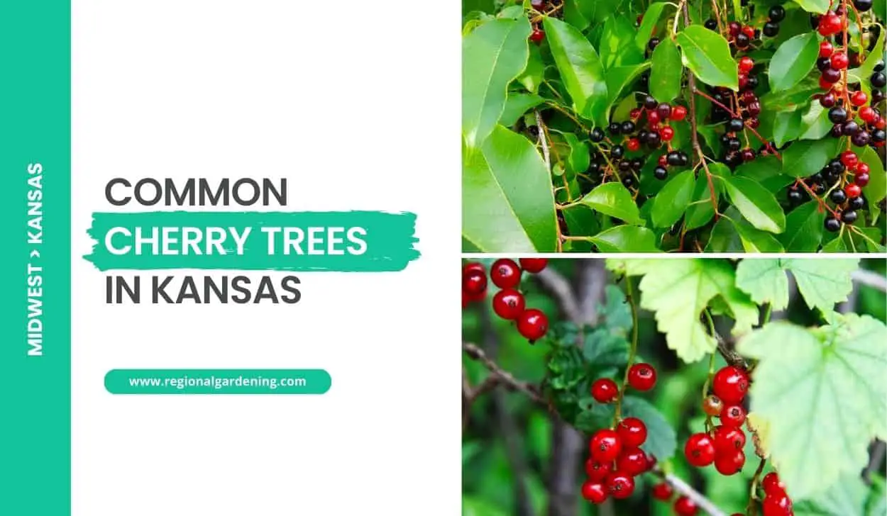 Common Cherry Trees In Kansas