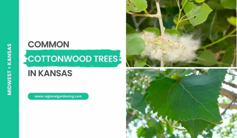 2 Native Cottonwood Trees In Kansas (Photos & Details)