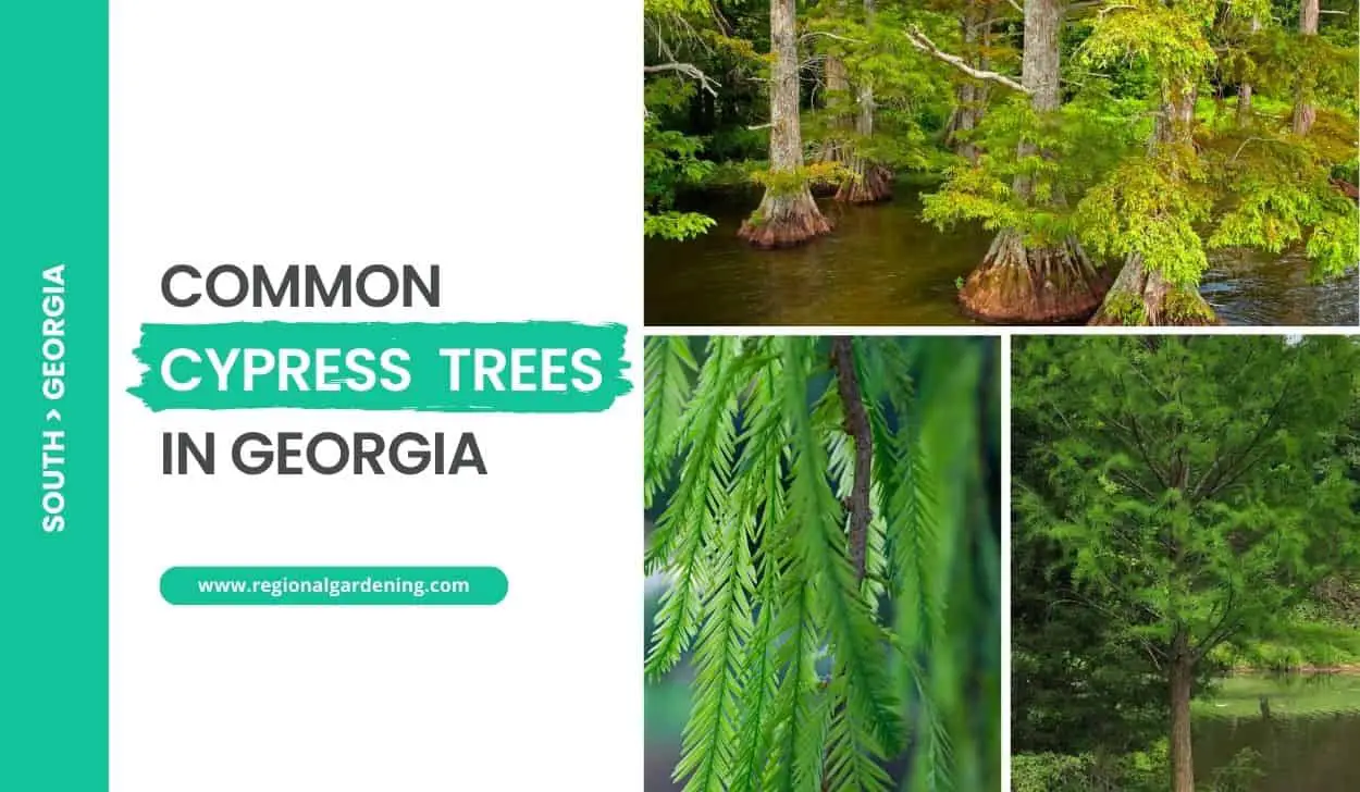 Common Cypress Trees In Georgia