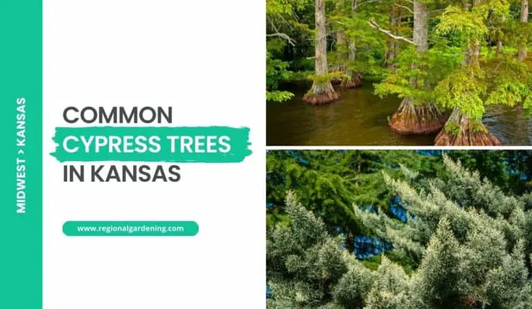 2 Common Cypress Trees In Kansas (Photos & Details)
