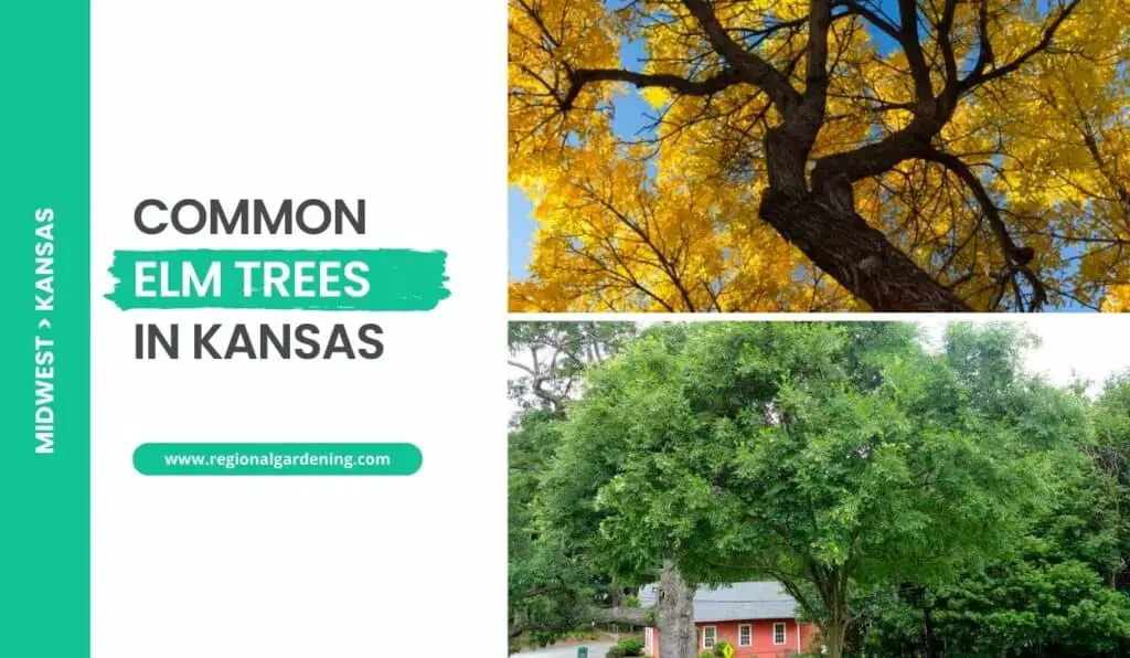 3 Common Elm Trees In Kansas (Photos & Identification) - Regional Gardening