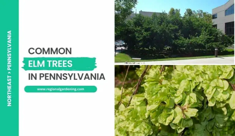 2 Elm Trees In Pennsylvania (Photos & Identification)