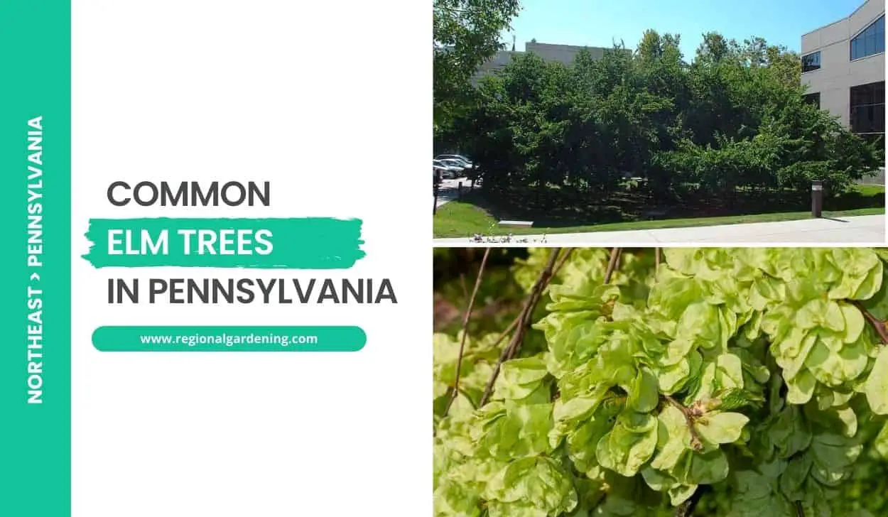 Common Elm Trees In Pennsylvania