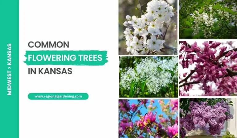 23 Flowering Trees In Kansas (Photos & Care Tips)