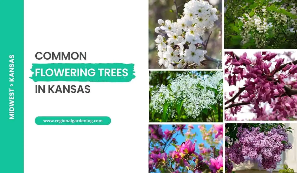 Common Flowering Trees In Kansas