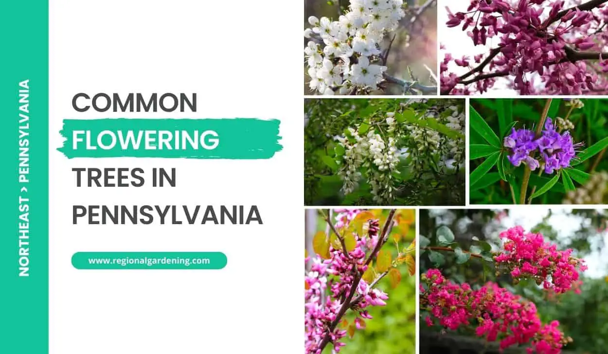 Common Flowering Trees In Pennsylvania