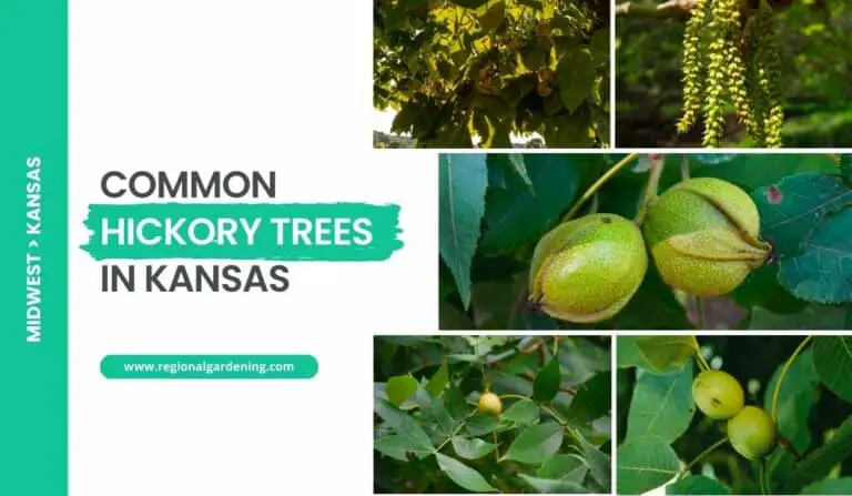 5 Common Hickory Trees In Kansas (Photos & Identification)
