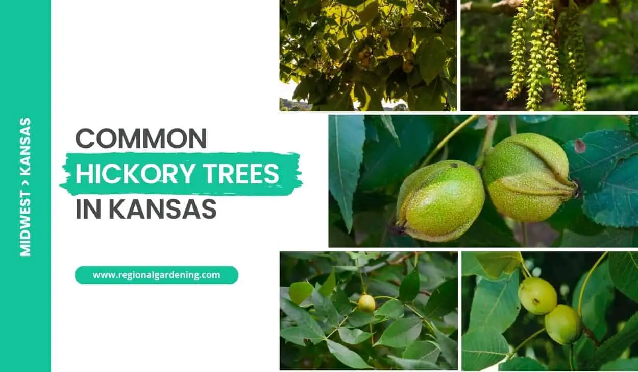 Common Hickory Trees In Kansas