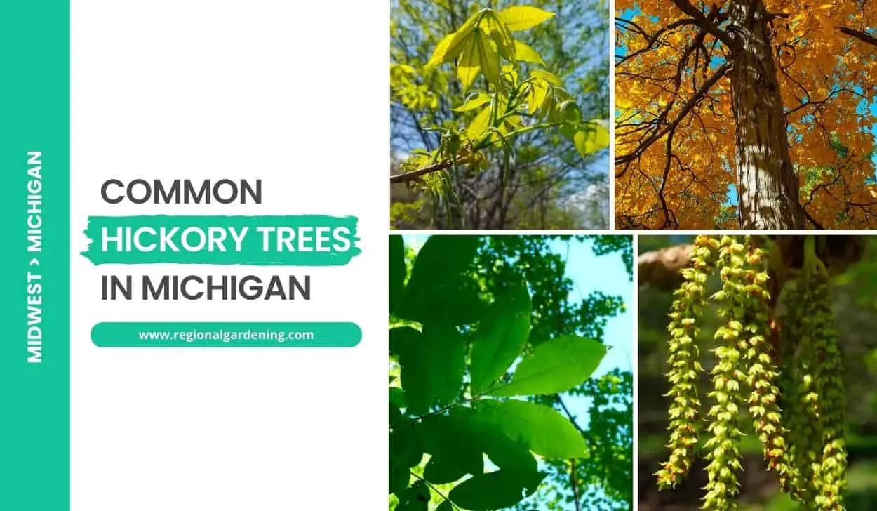 Common Hickory Trees In Michigan