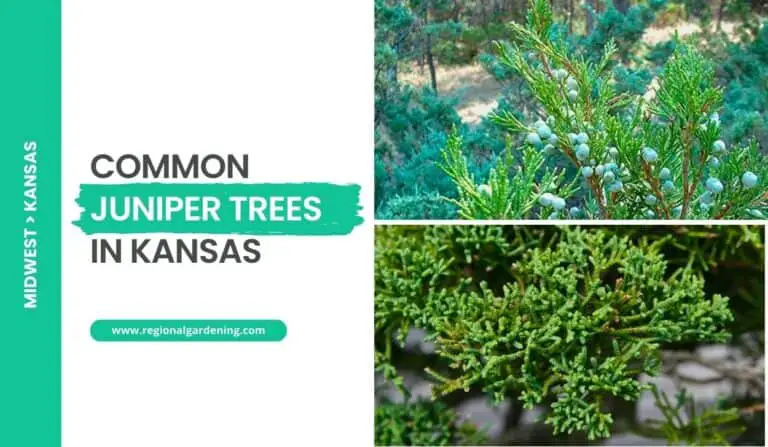 2 Common Juniper Trees In Kansas (Photos & Identification)