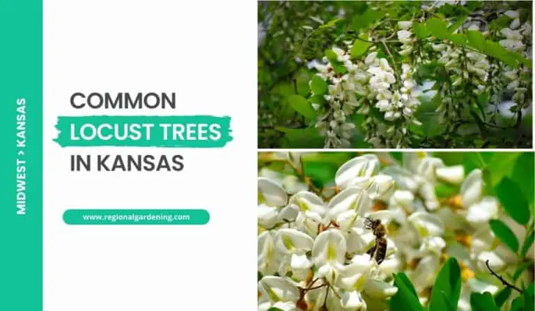2 Common Locust Trees In Kansas (Photos & Details)