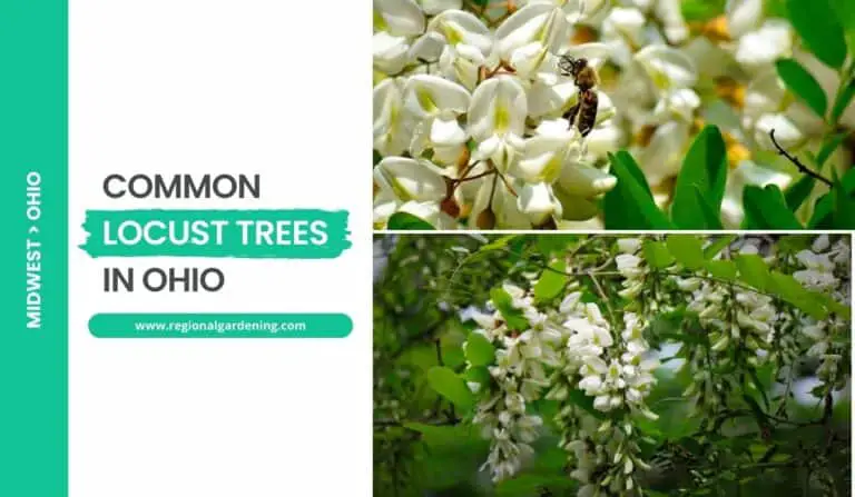 3 Common Locust Trees In Ohio (Photos & Identification)
