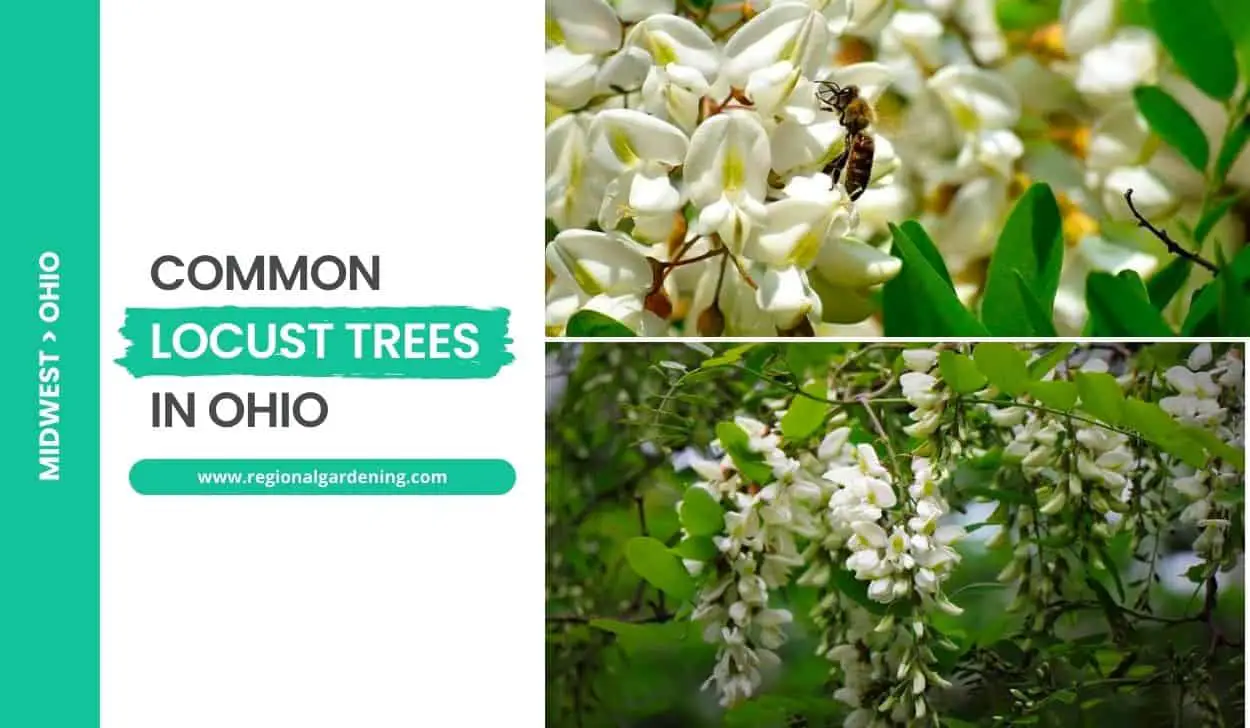 Common Locust Trees In Ohio