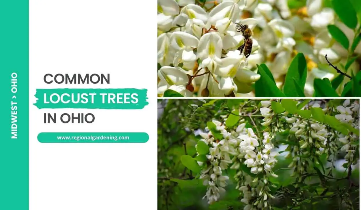 3 Common Locust Trees In Ohio (Photos & Identification) Regional