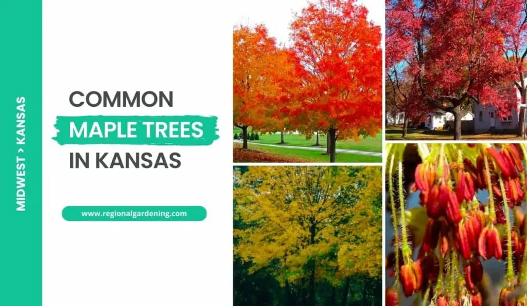 5 Common Maple Trees In Kansas (Photos & Identification) - Regional ...