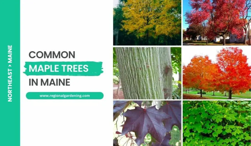 6 Common Maple Trees In Maine (Photos & Identification) - Regional ...