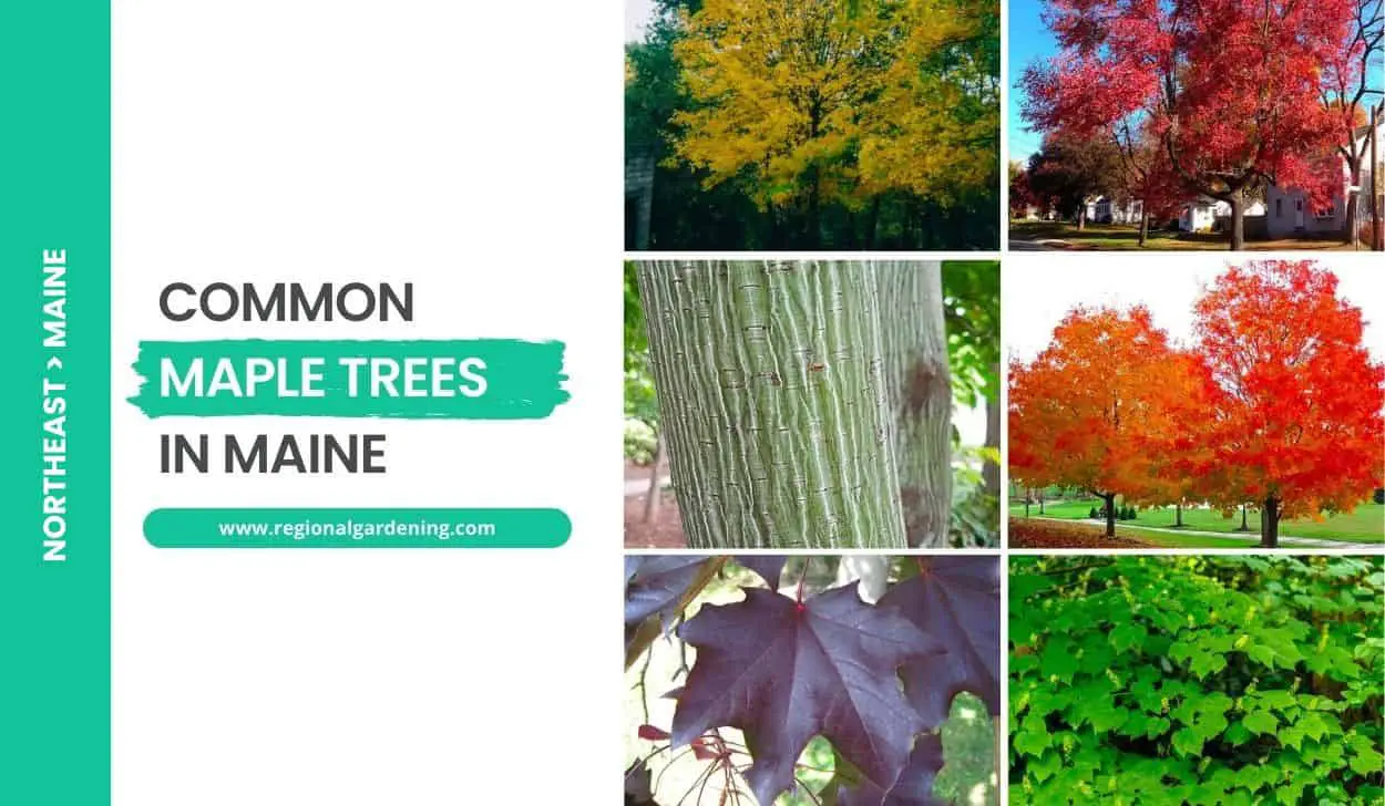 Common Maple Trees In Maine