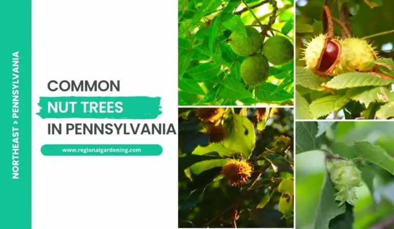 6 Common Nut Trees In Pennsylvania (Photos & Identification)