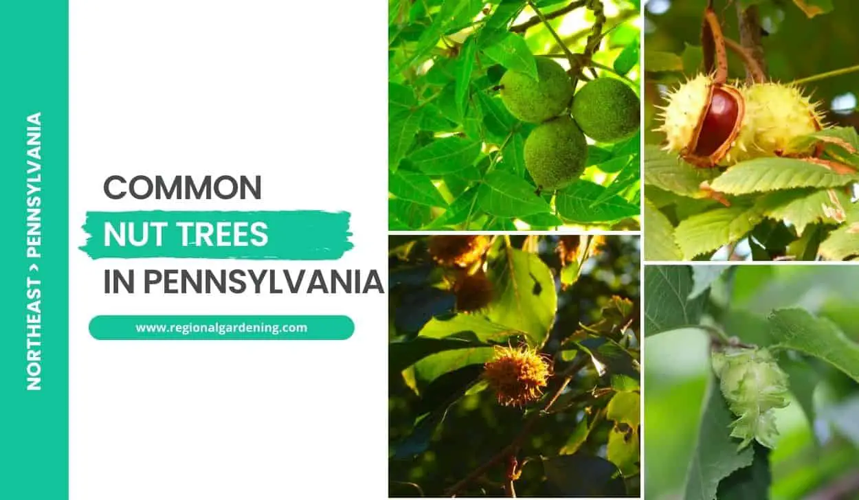 Common Nut Trees In Pennsylvania
