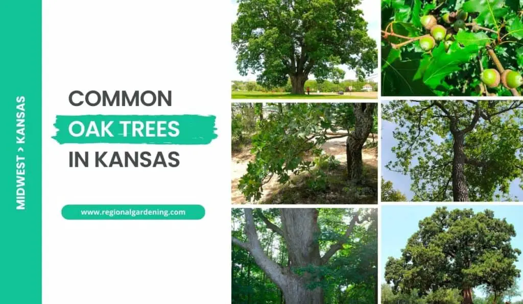 11 Native Oak Trees In Kansas (Photos & Identification) - Regional ...