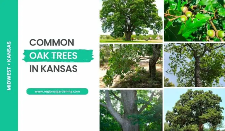11 Native Oak Trees In Kansas (Photos & Identification)