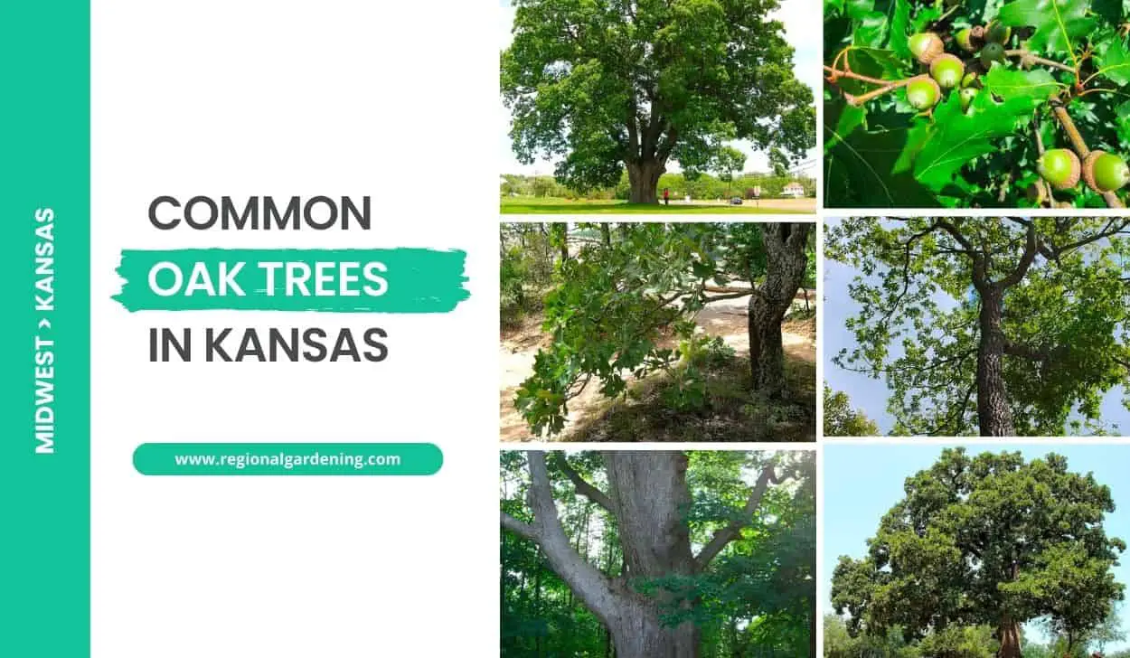 Common Oak Trees In Kansas