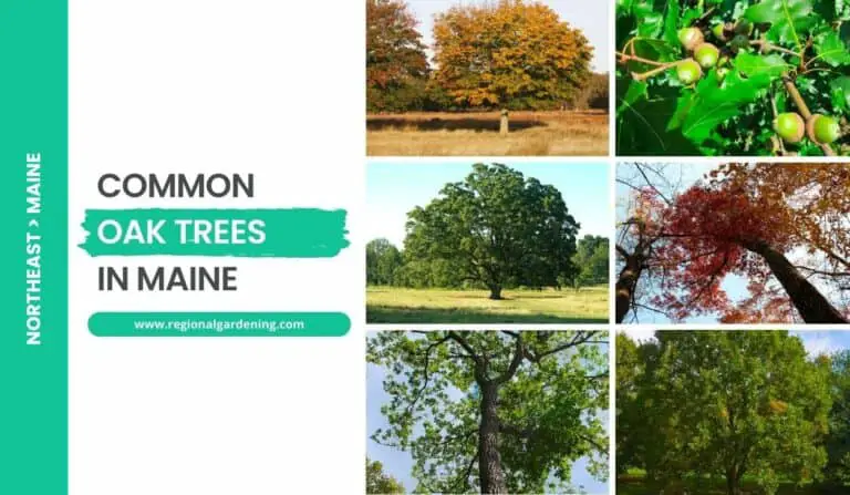 8 Majestic Oak Trees In Maine (Photos & Identification)