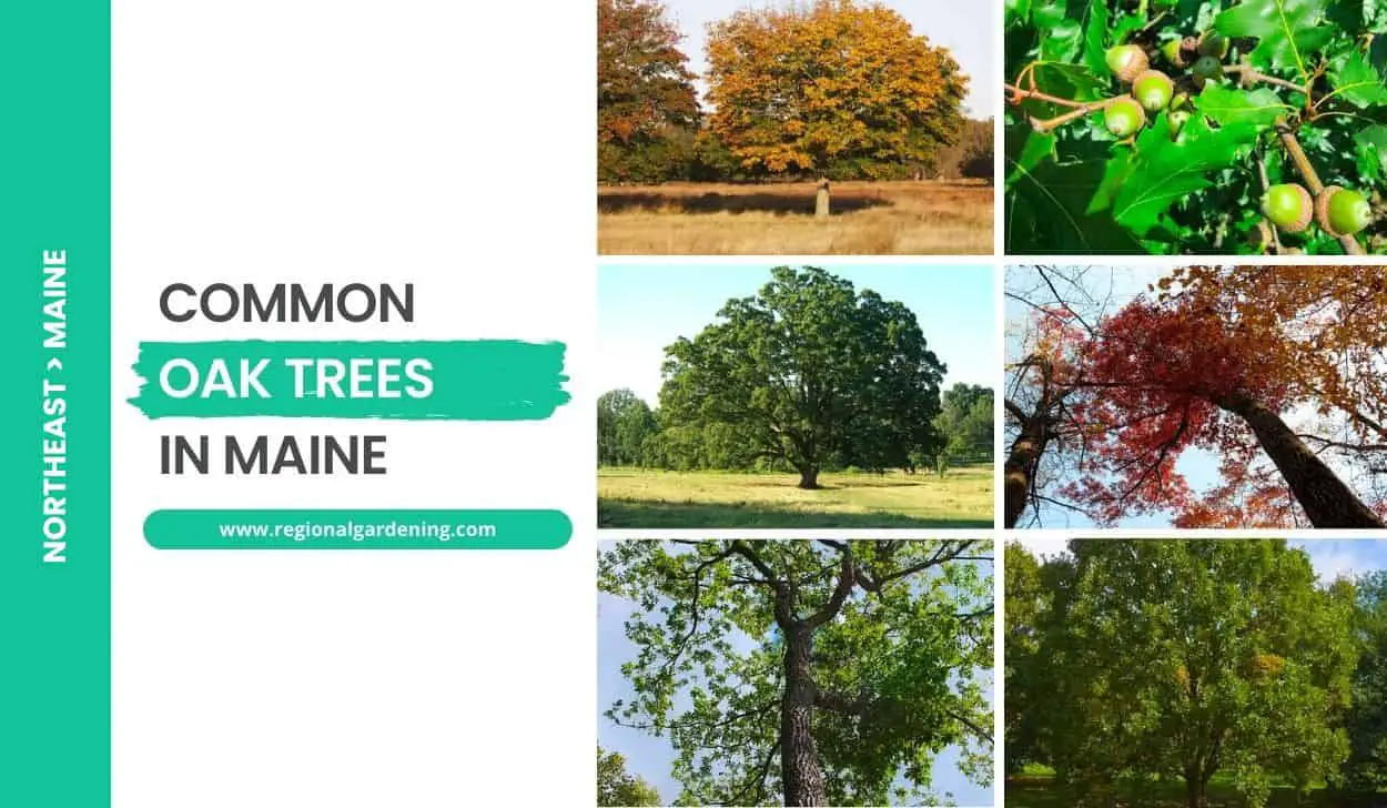 Common Oak Trees In Maine