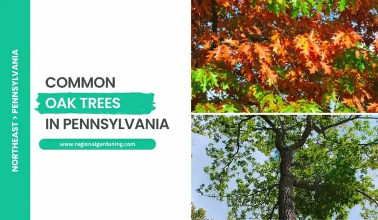 6 Native Oak Trees In Pennsylvania (Photos & ID Guide)