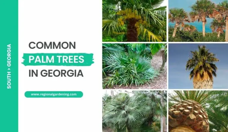 15 Common Palm Trees In Georgia (Photos & Care Tips)