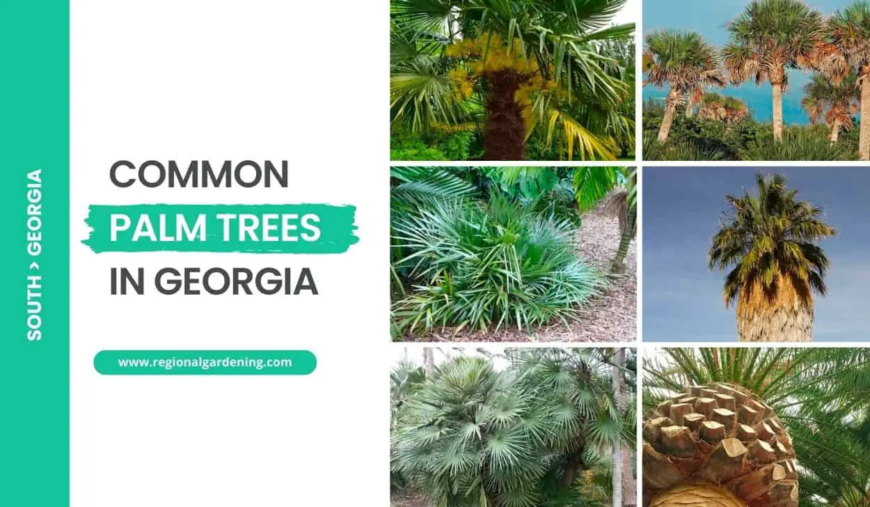 Common Palm Trees In Georgia