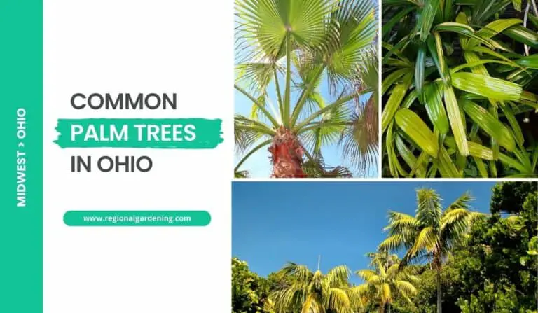 4 Palm Trees In Ohio (Indoor/Outdoor Palms)