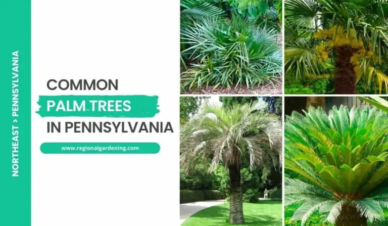 6 Palm Trees In Pennsylvania (Photos & Identification)