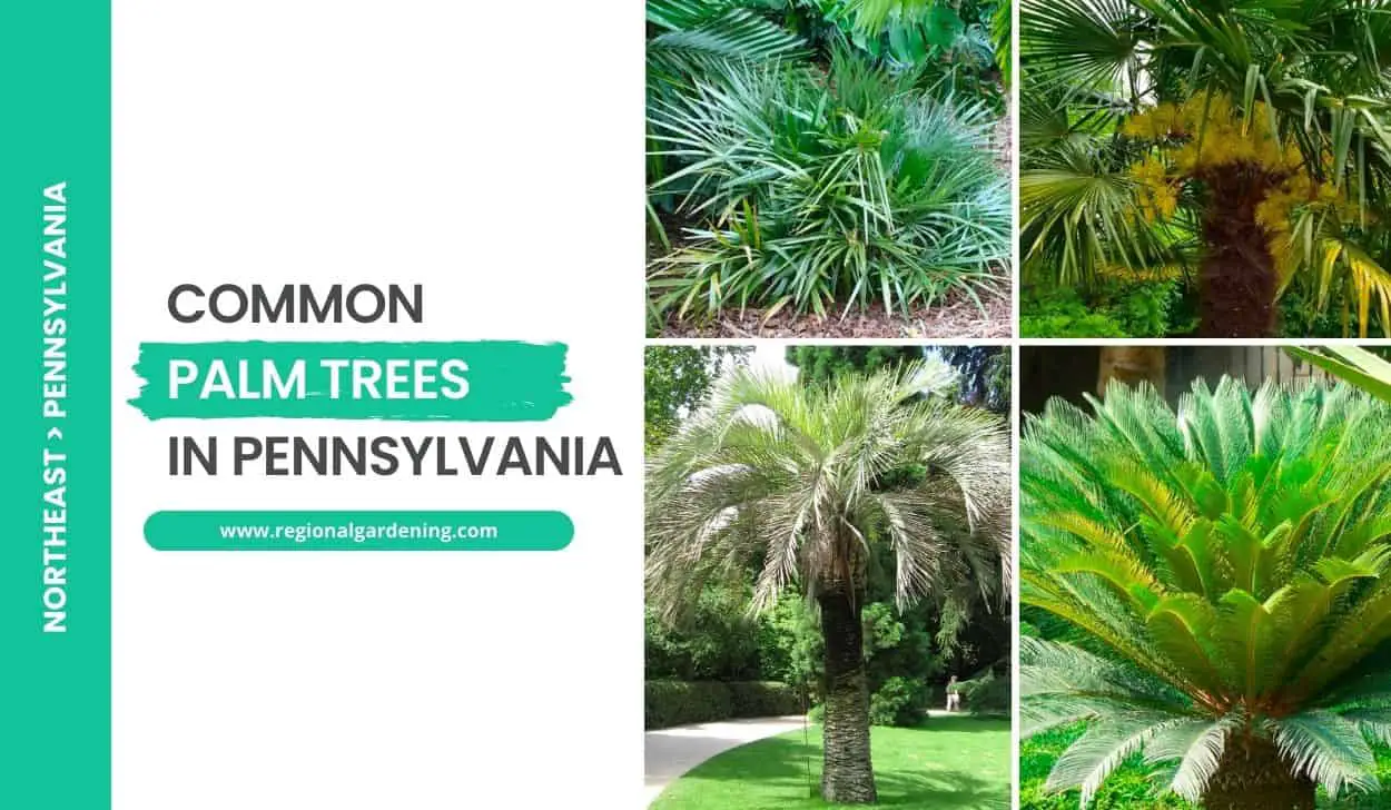 Common Palm Trees In Pennsylvania