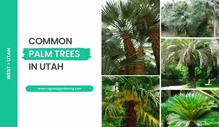 10 Palm Trees In Utah (Photos & Care Ideas)