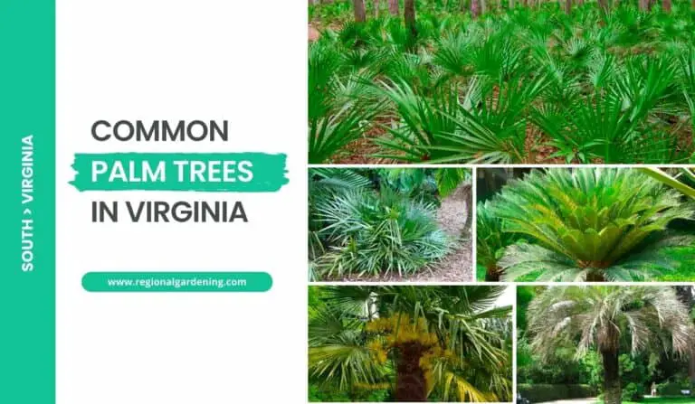 6 Common Palm Trees In Virginia (Photos & Care Tips)