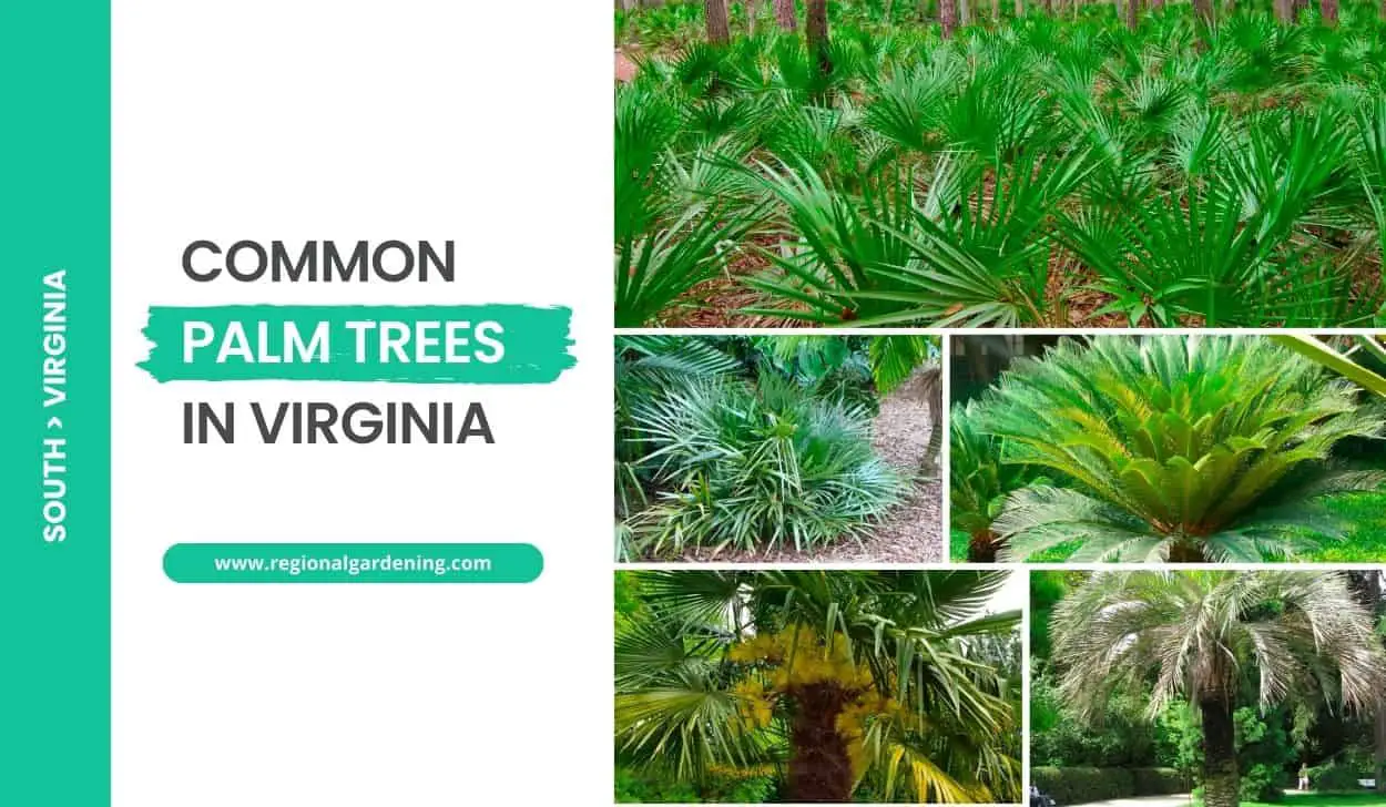 Common Palm Trees In Virginia