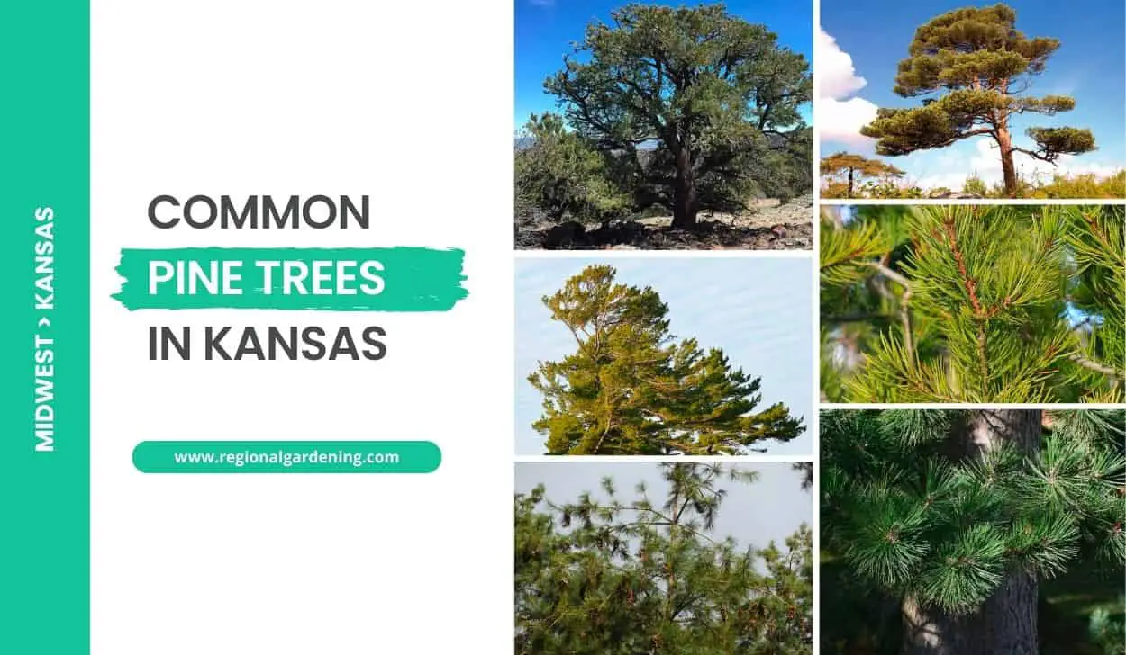 Common Pine Trees In Kansas