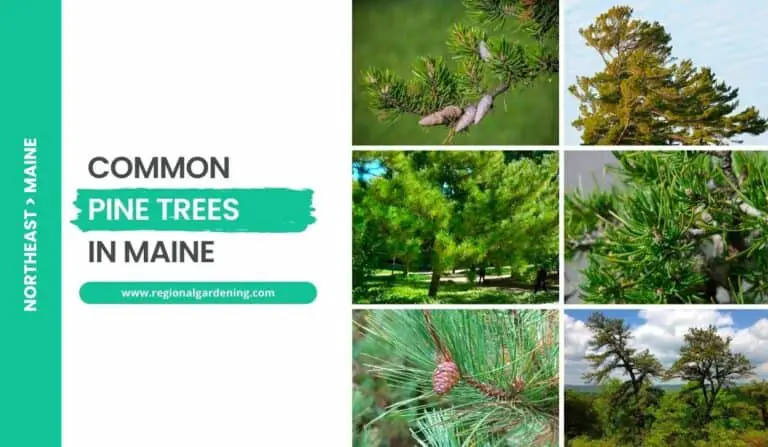7 Common Pine Trees In Maine (Photos & Identification)