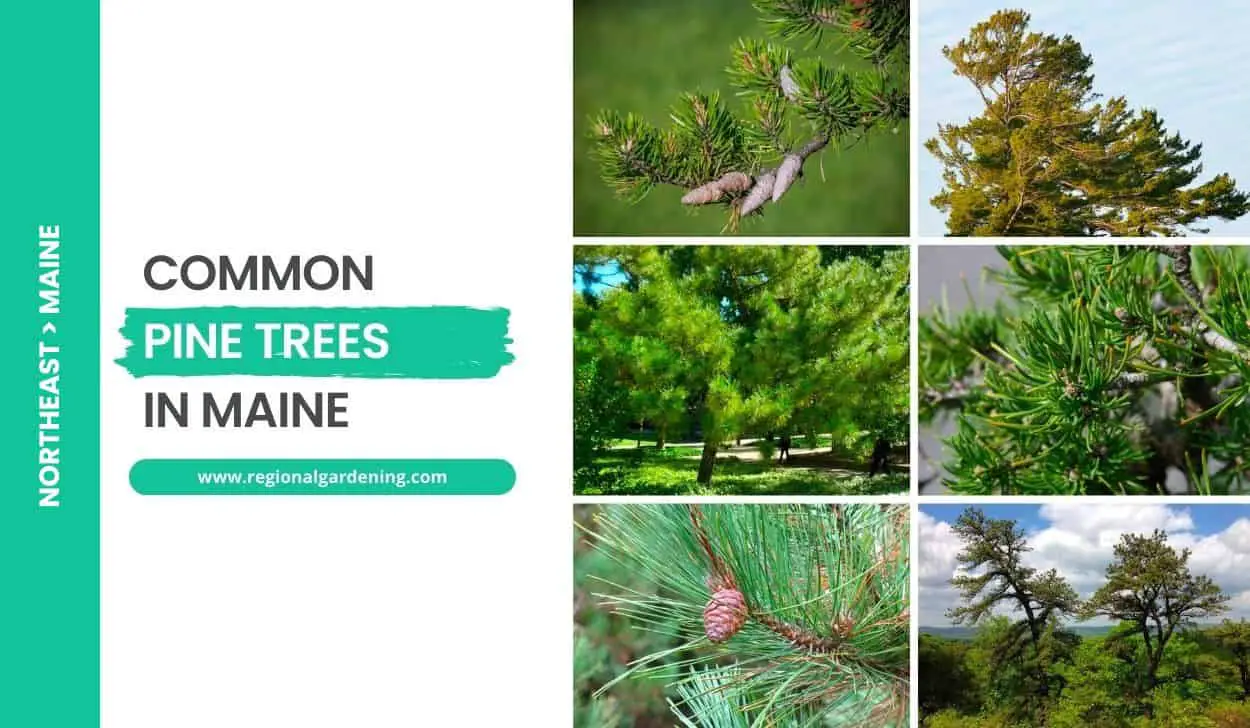Common Pine Trees In Maine