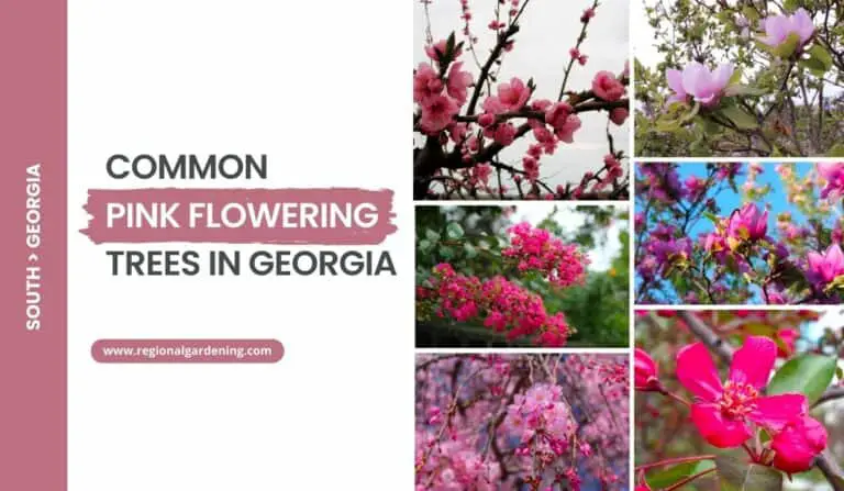 8 Pink Flowering Trees In Georgia (With Stunning Photos)