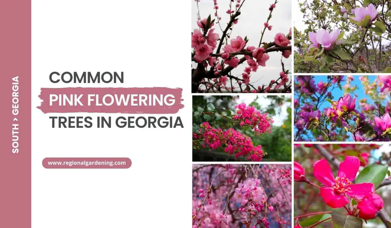 Common Pink Flowering Trees In Georgia